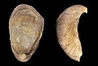 Gryphaea arcuata